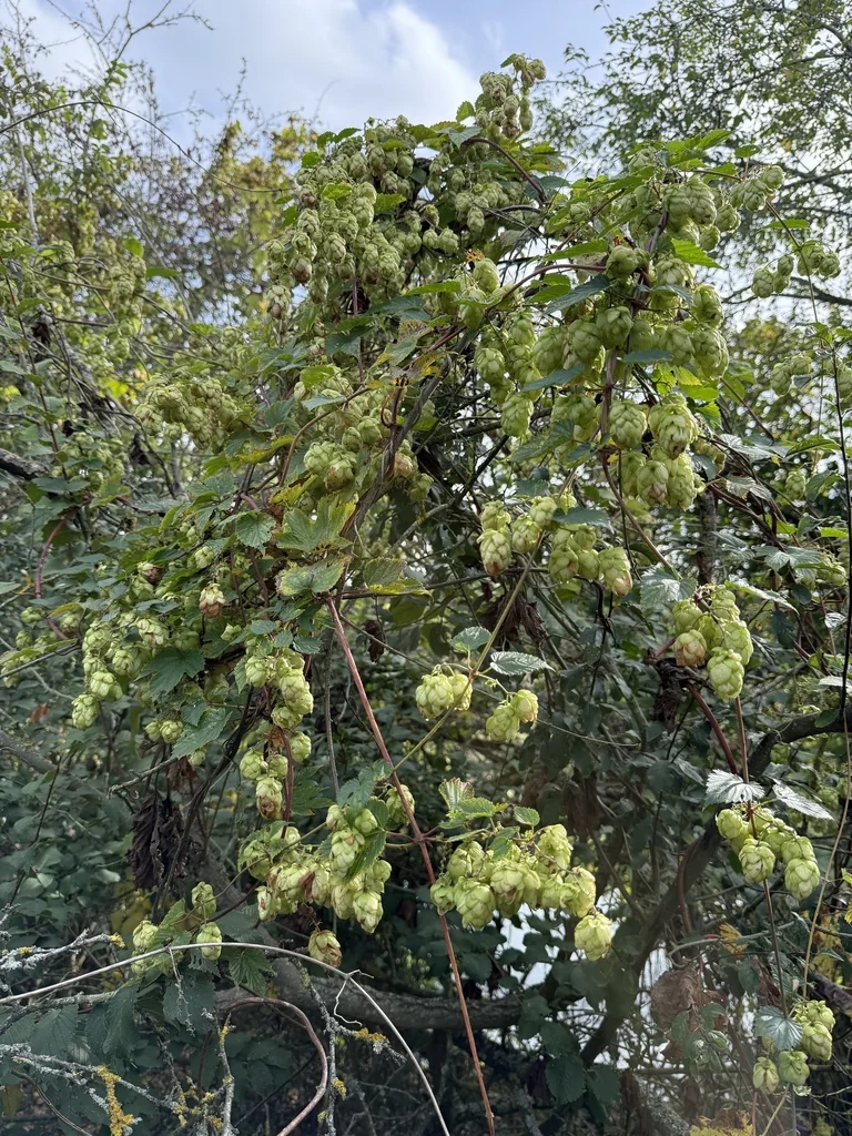 Humulus Lupulus