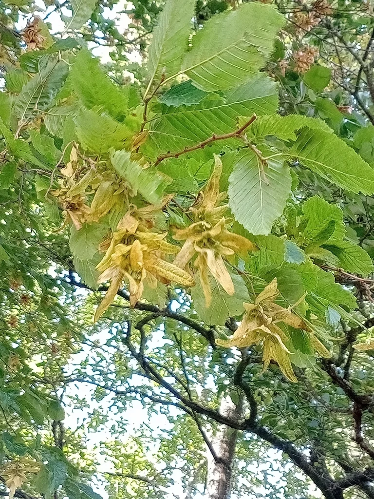 Carpinus Betulus