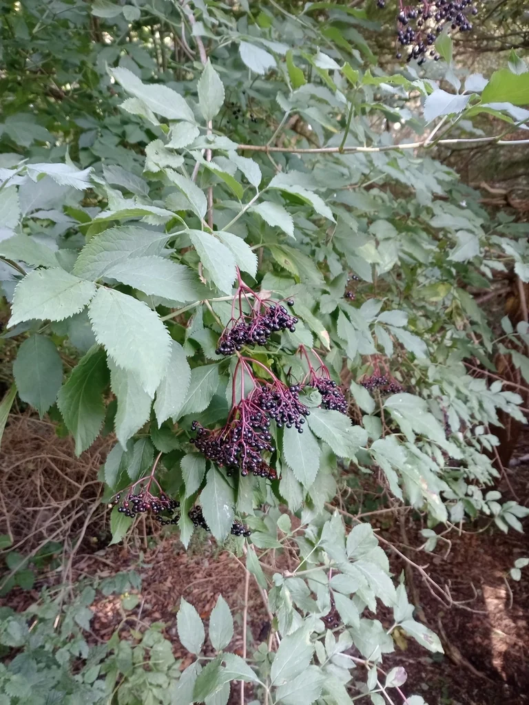 Sambucus nigra