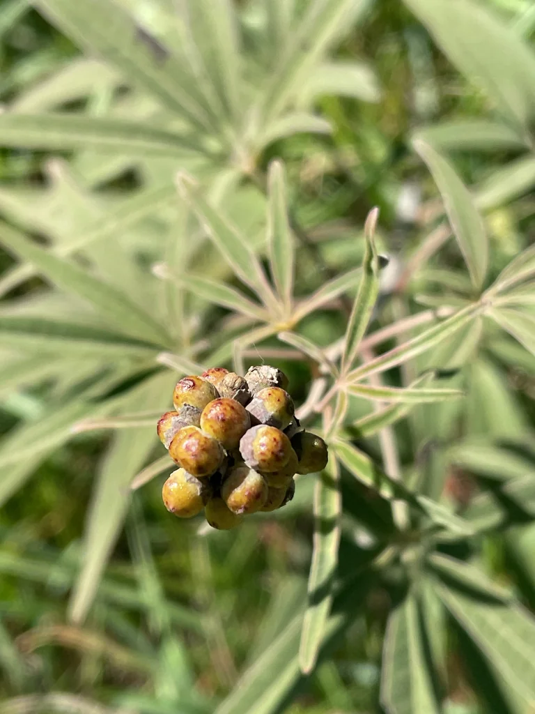 Vitex Agnus-Castus
