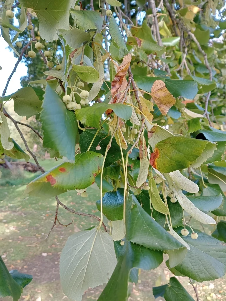 Tilia Tomentosa