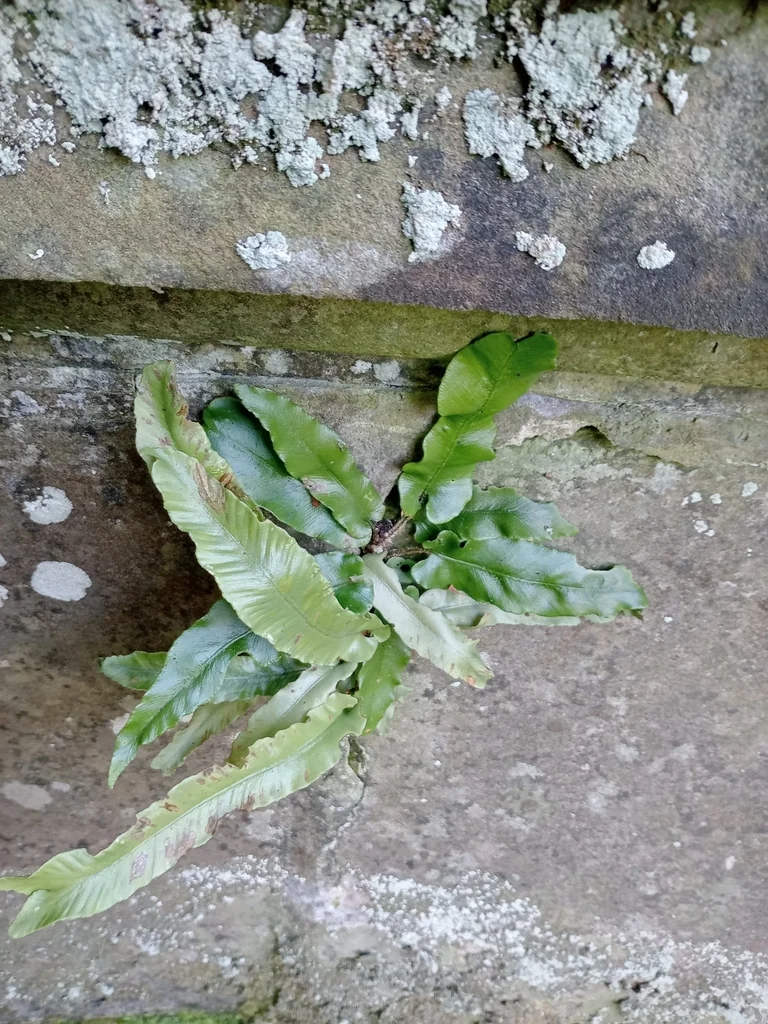 Asplenium Scolopendrium