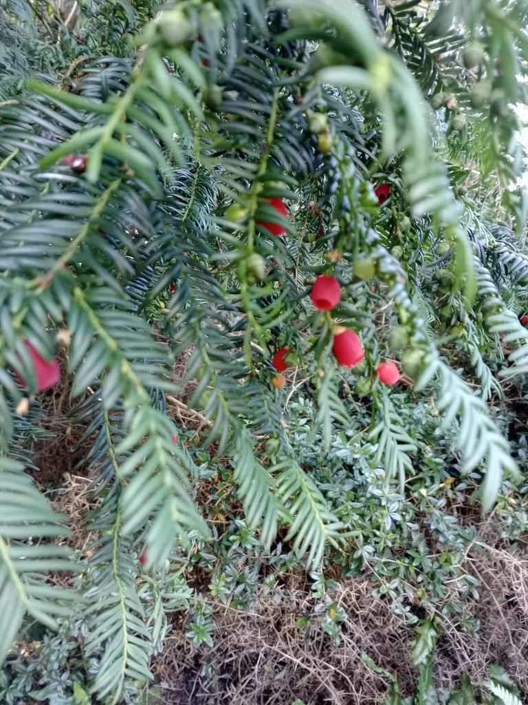 Taxus Baccata