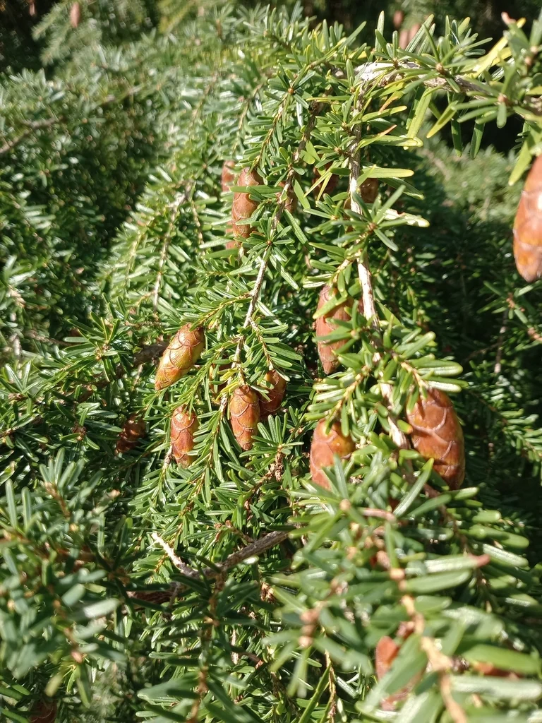 Tsuga Heterophylla