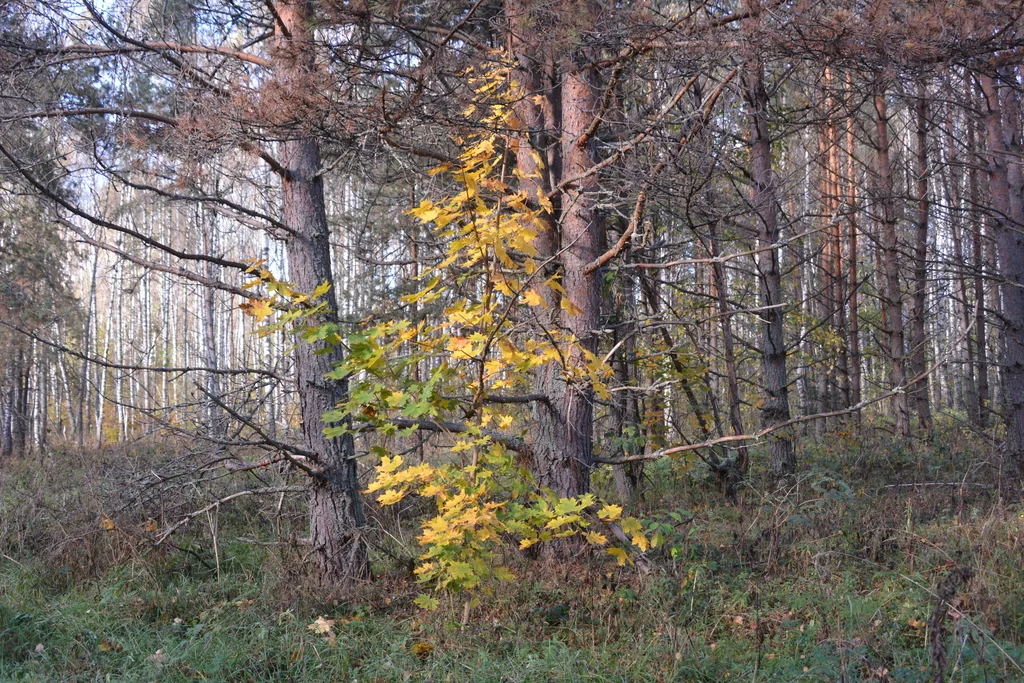 Acer Platanoides