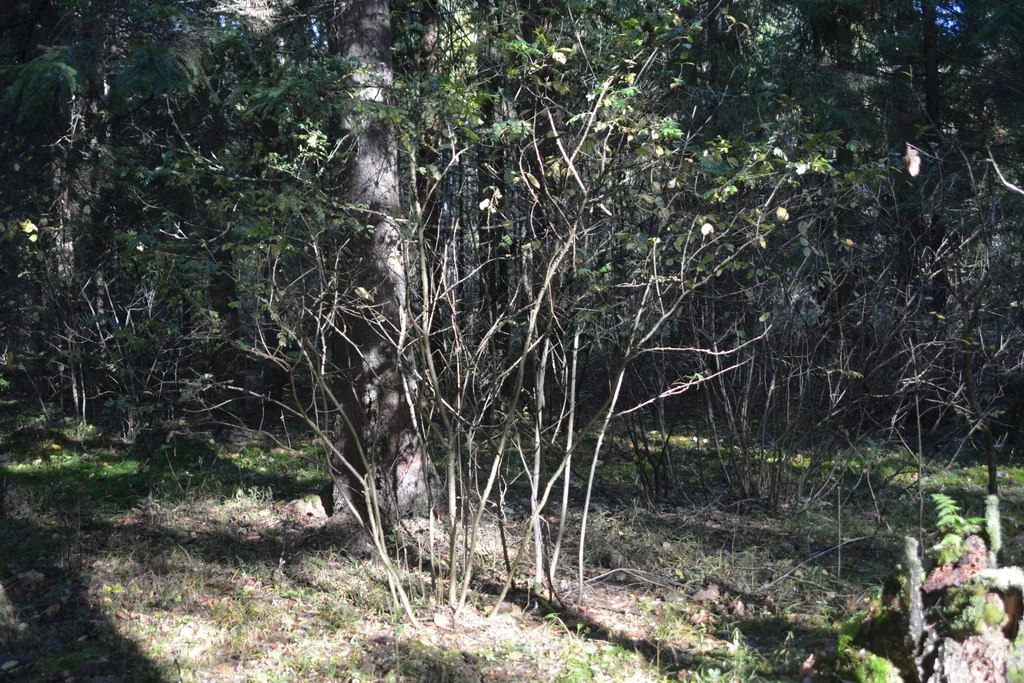 Caragana Arborescens
