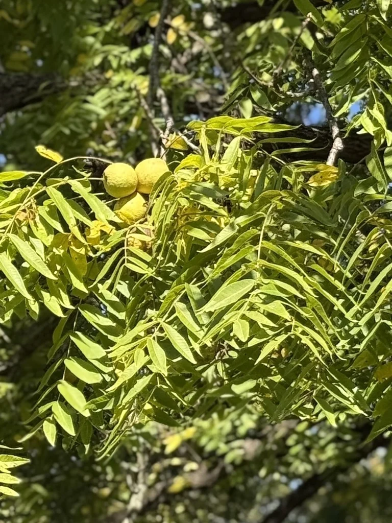 Juglans Nigra
