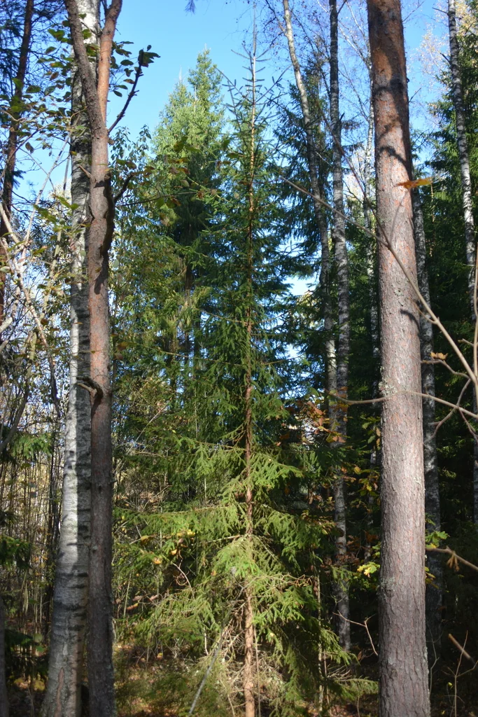 Picea Abies