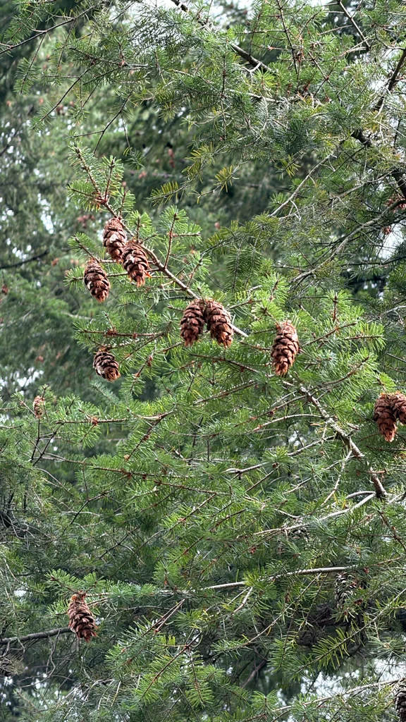 Pseudotsuga Menziesii