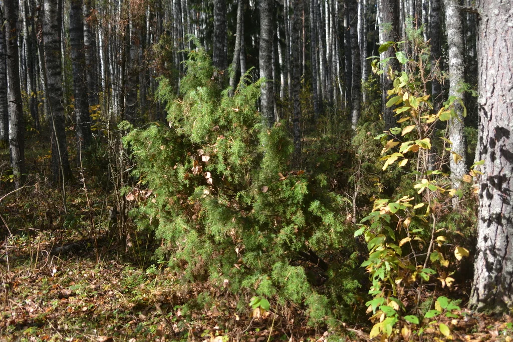 Juniperus Communis