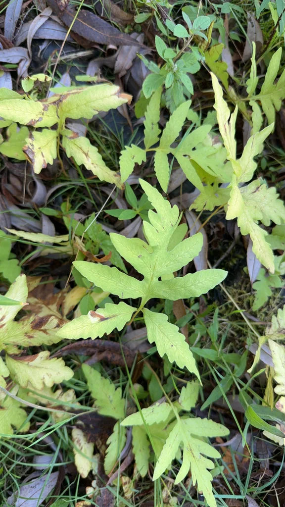 Onoclea Sensibilis