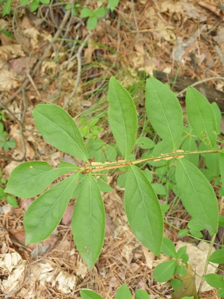 Euonymus Alatus