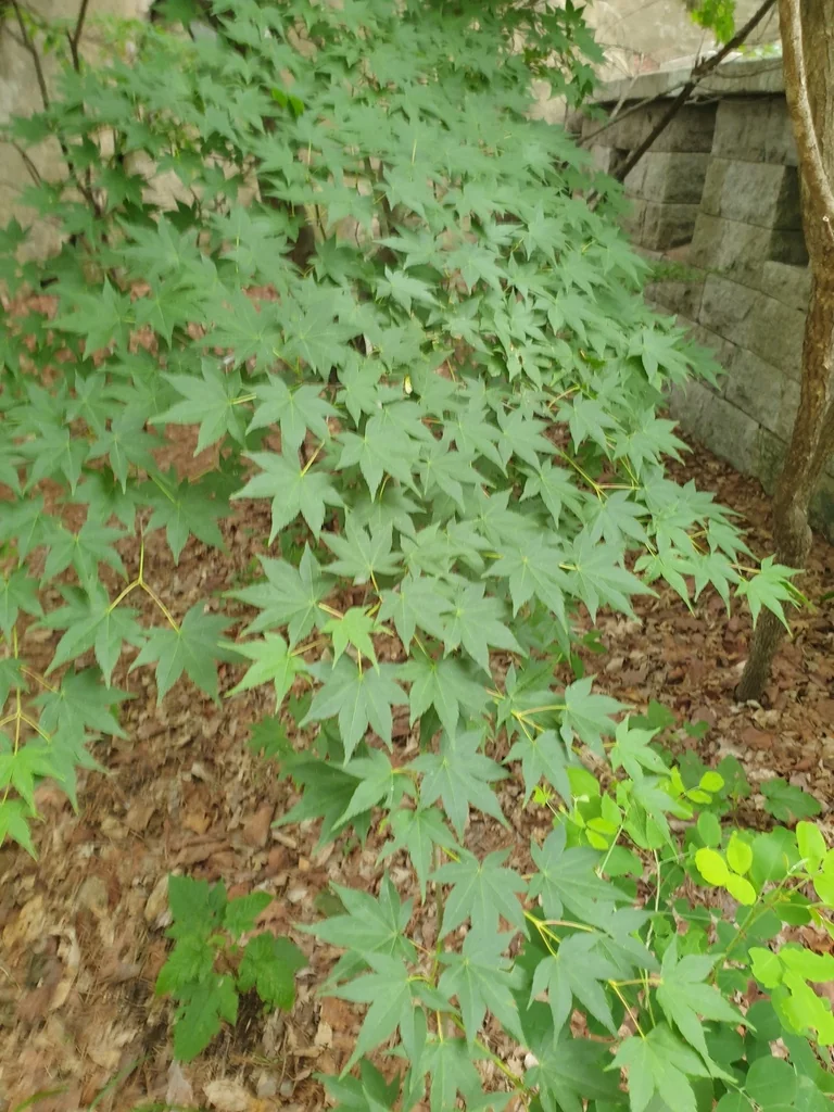 Acer Palmatum