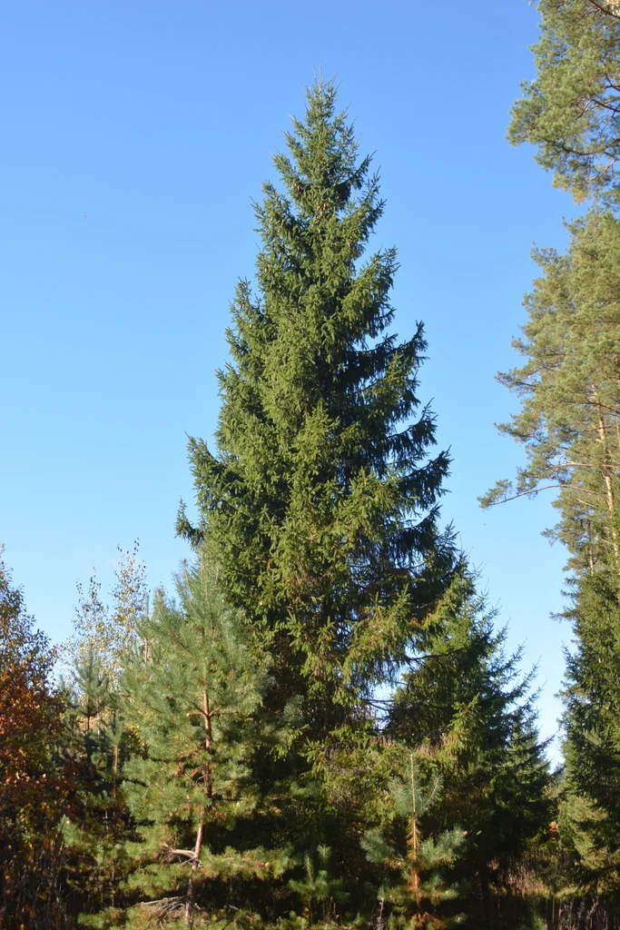 Picea Abies