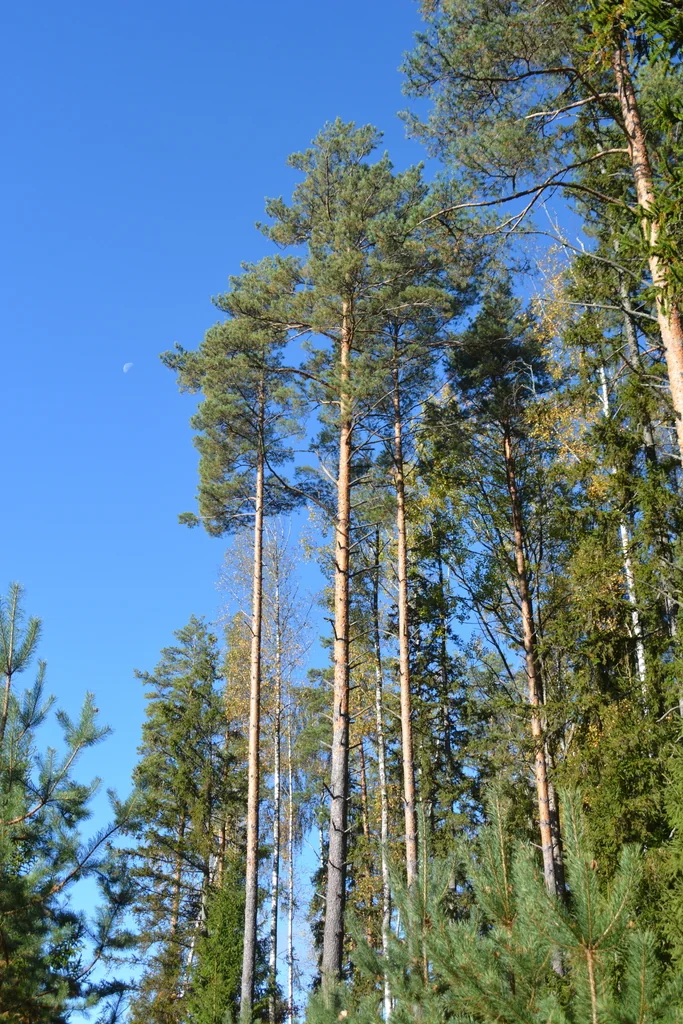 Pinus Sylvestris