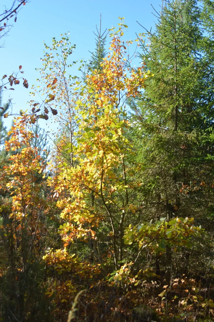 Quercus Robur
