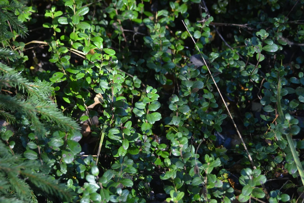 Vaccinium Vitis-Idaea