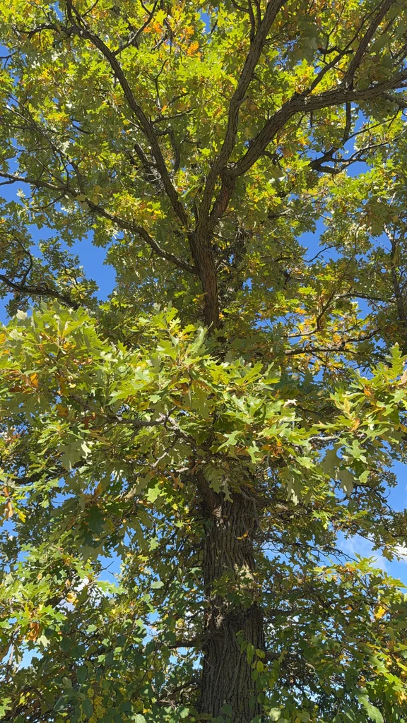 Quercus Lyrata
