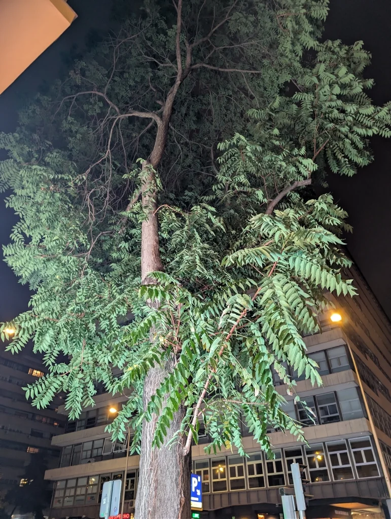Ailanthus Altissima