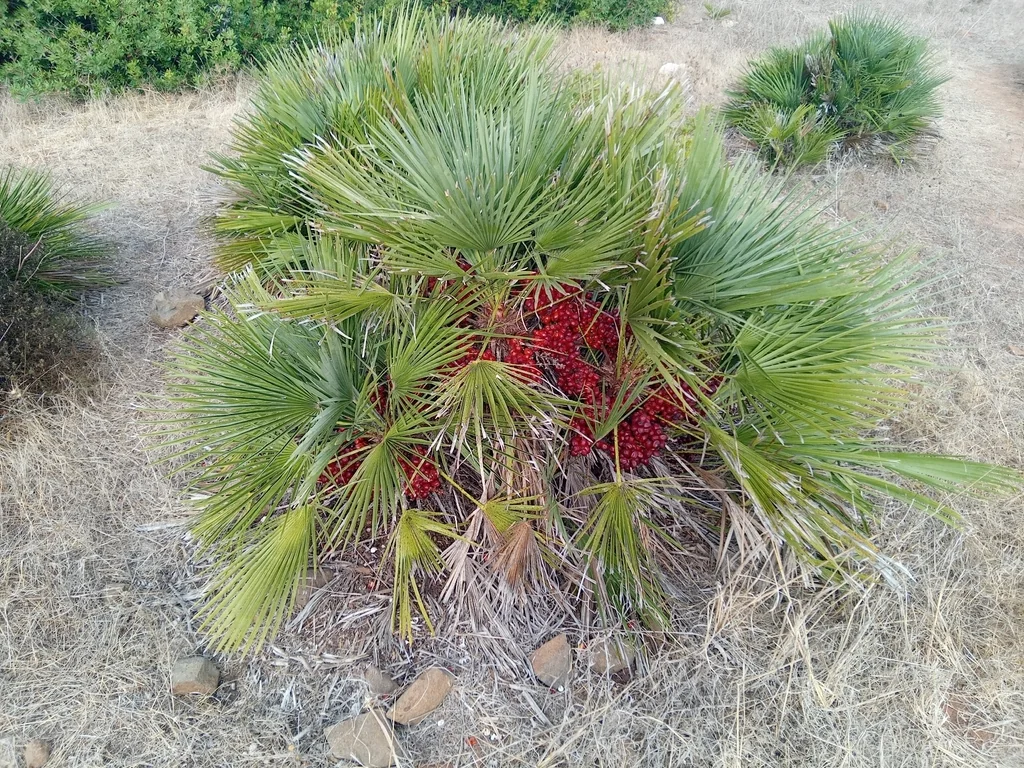 Chamaerops Humilis
