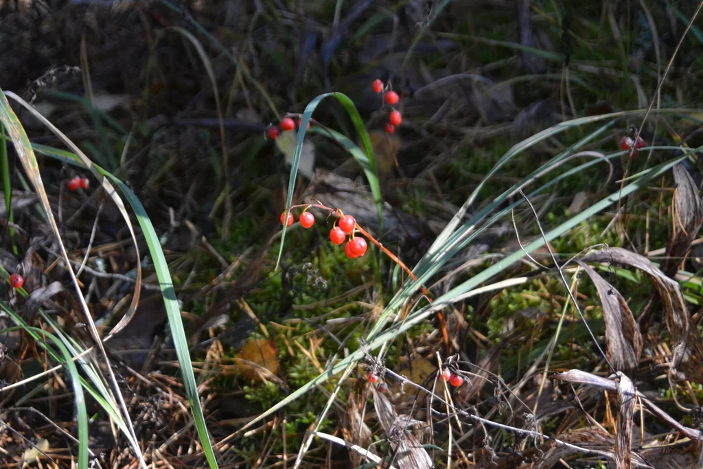 Convallaria Majalis