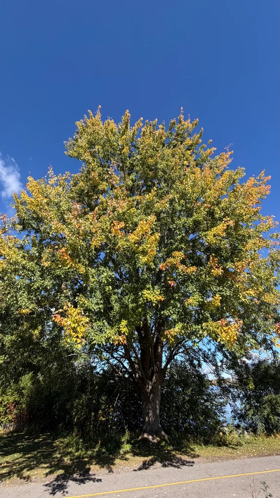 Acer Saccharinum