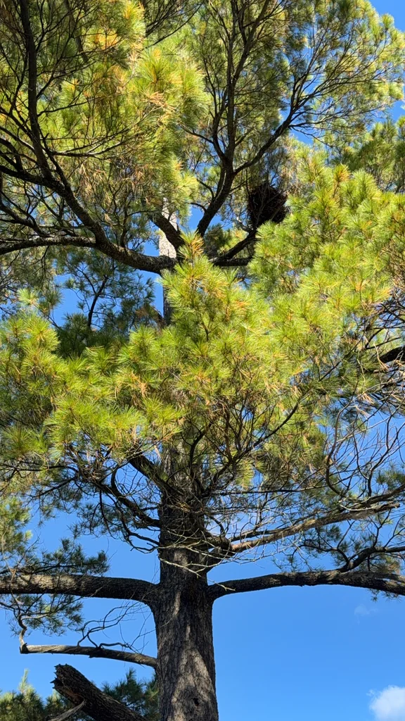 Pinus Strobus