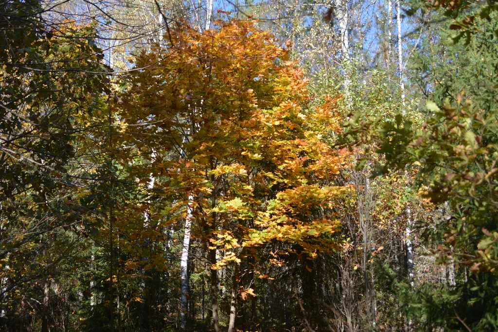 Acer Platanoides