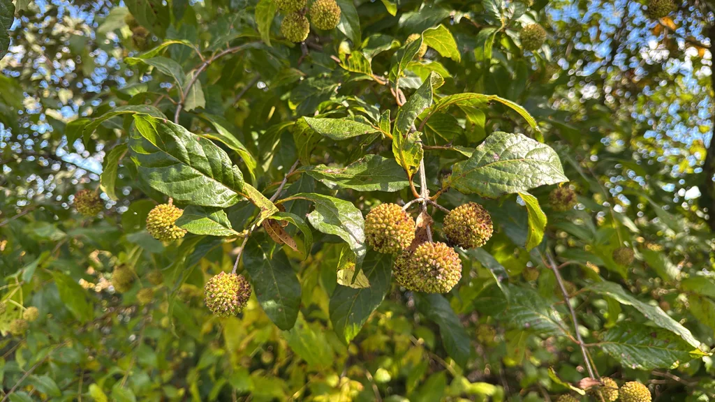 Cephalanthus Occidentalis