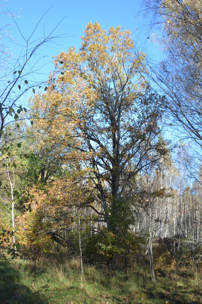 Quercus Robur
