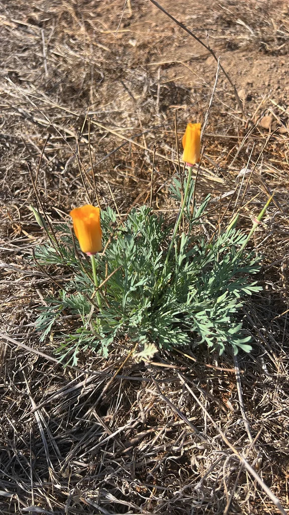 Eschscholzia Californica