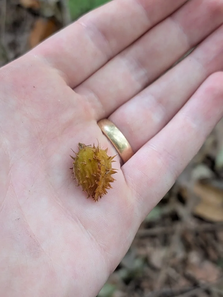 Fagus grandifolia
