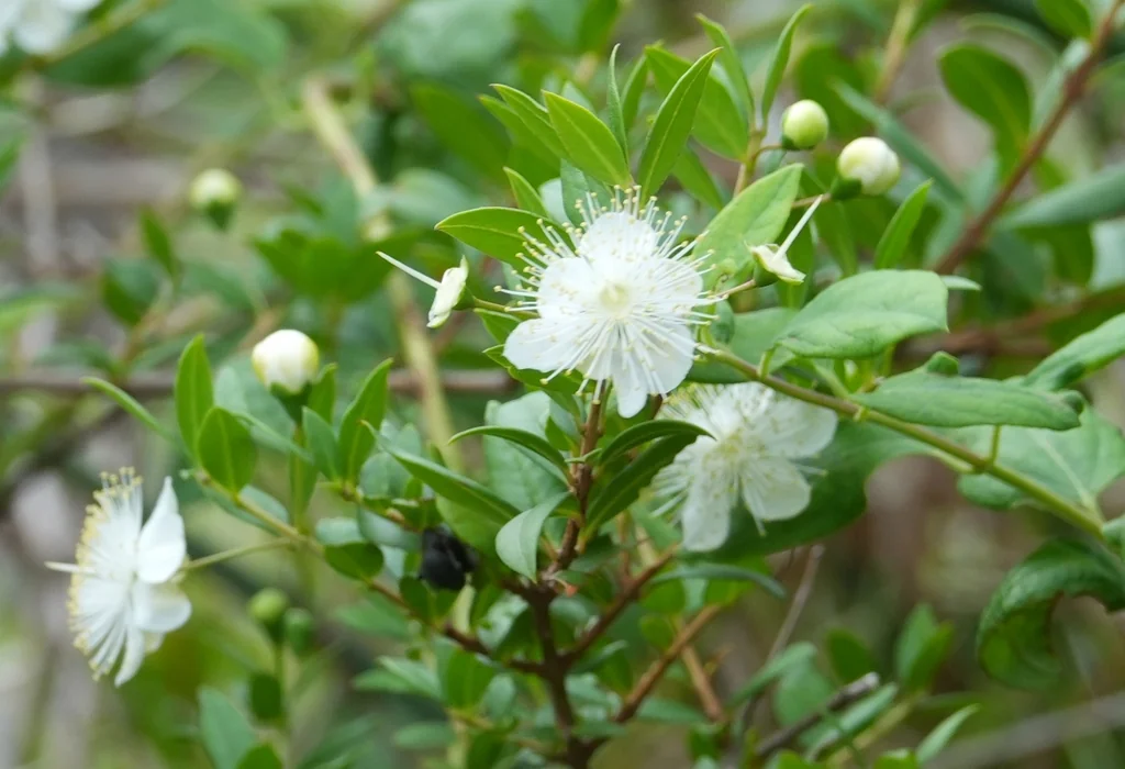 Myrtus Communis