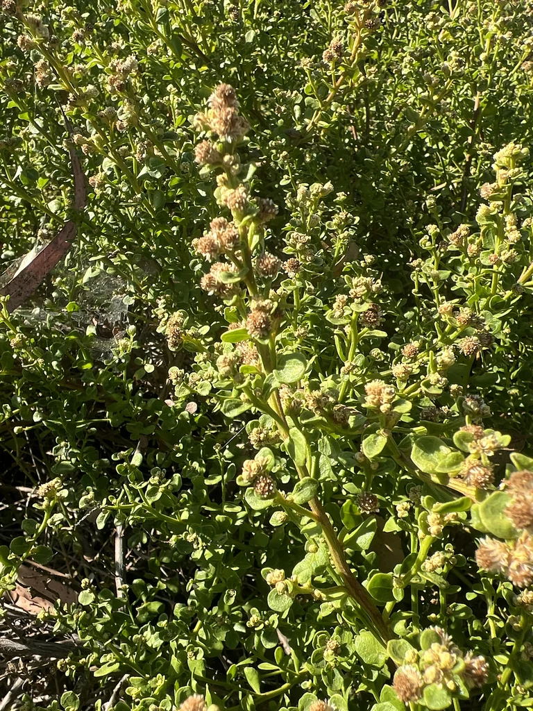 Baccharis Pilularis