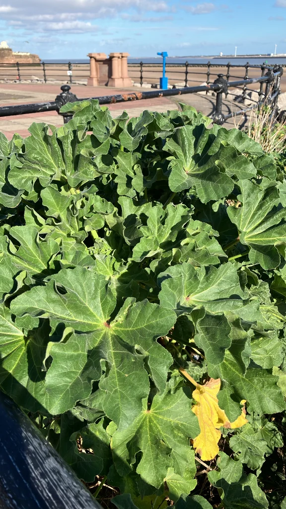 Lavatera Arborea