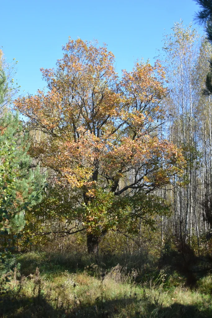 Quercus Robur