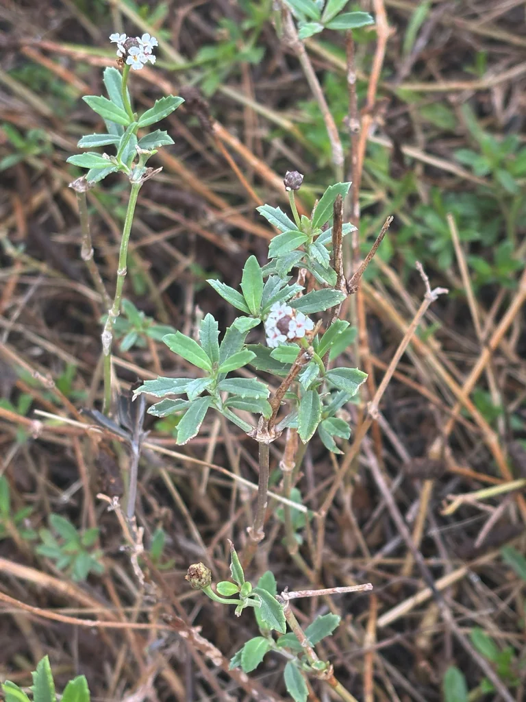 Lippia Nodiflora