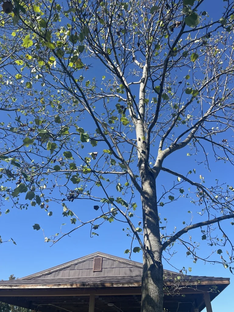 Liriodendron Tulipifera