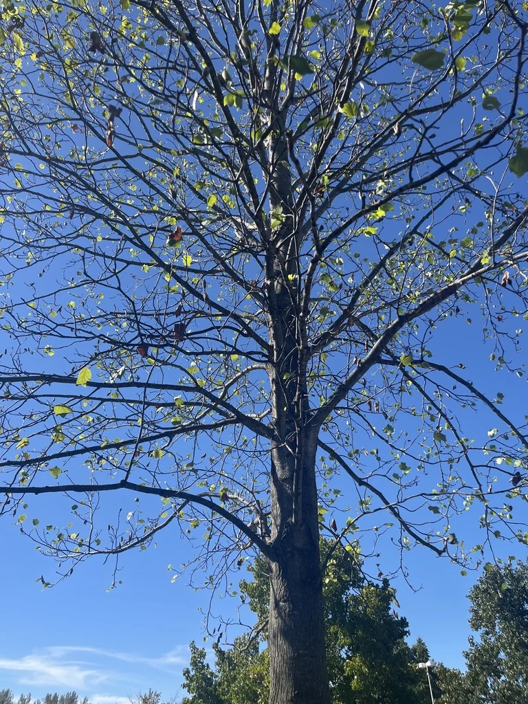 Liriodendron Tulipifera