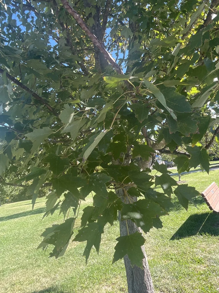 Acer Rubrum