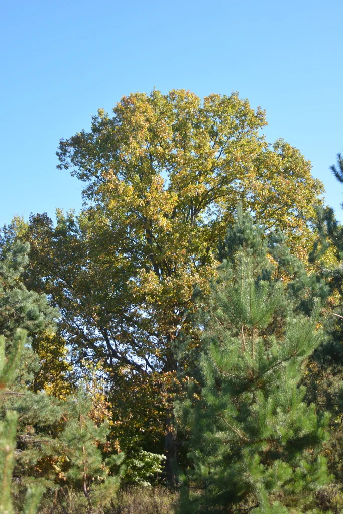 Quercus Robur