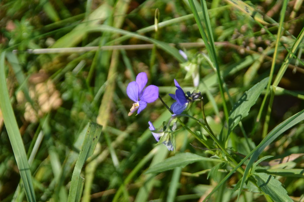Viola Tricolor