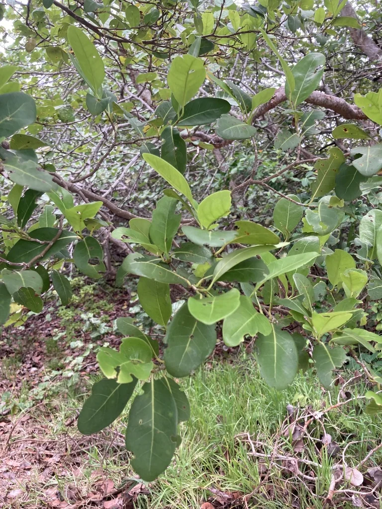 Coccoloba Diversifolia