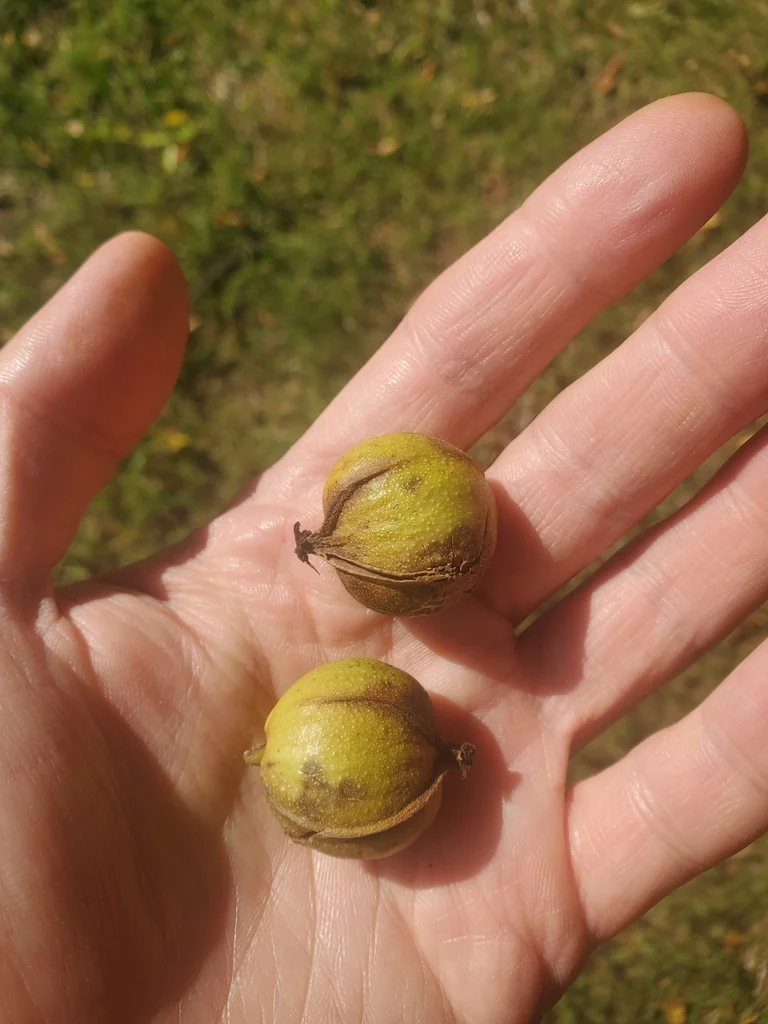 Carya Cordiformis