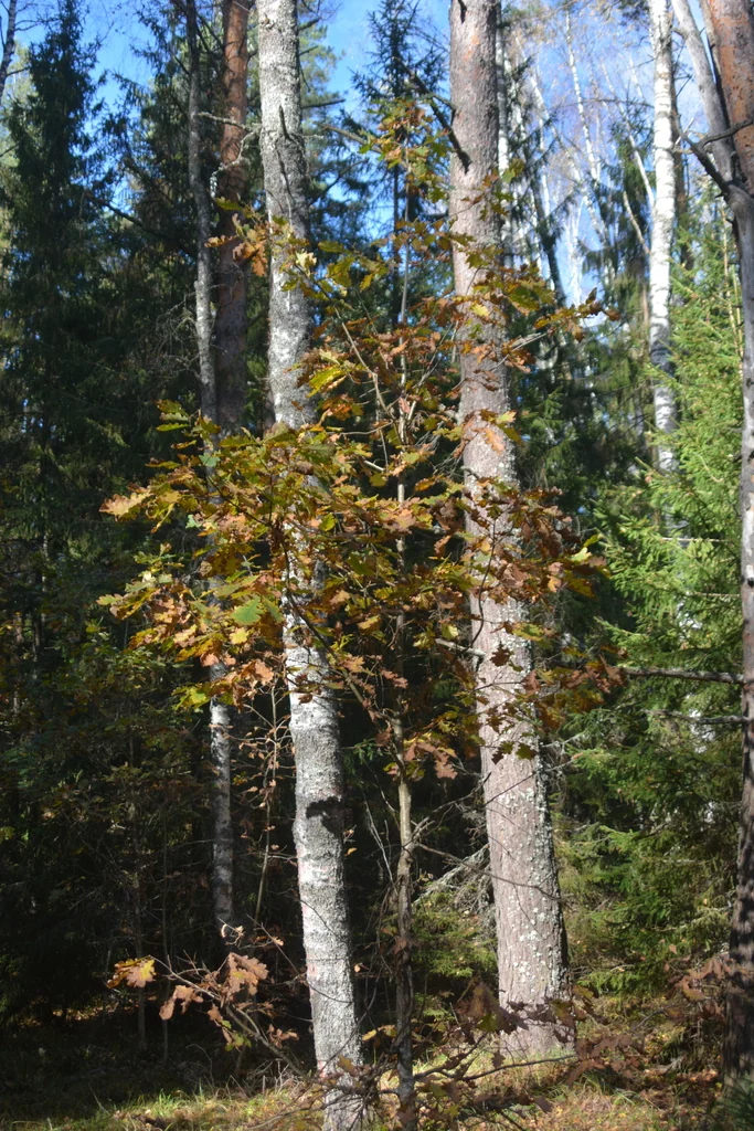 Quercus Robur