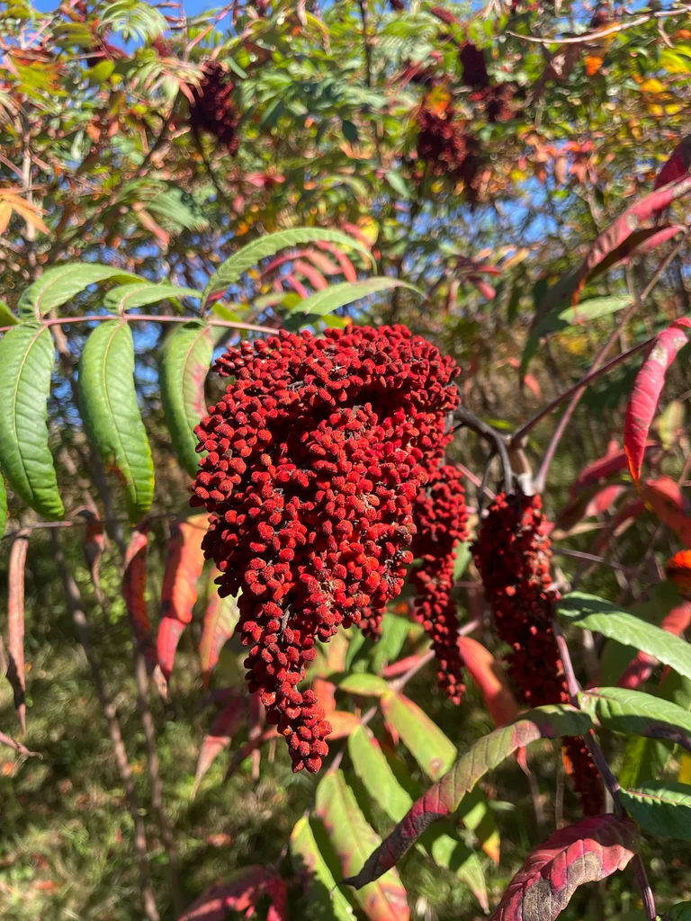 Rhus Glabra