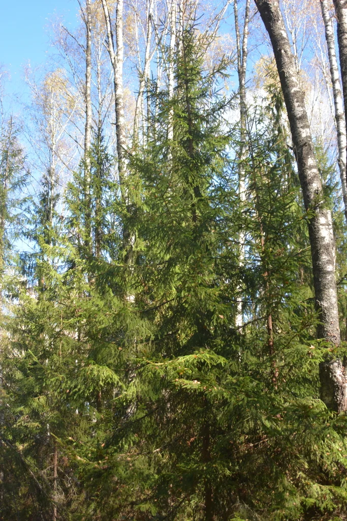 Picea Abies