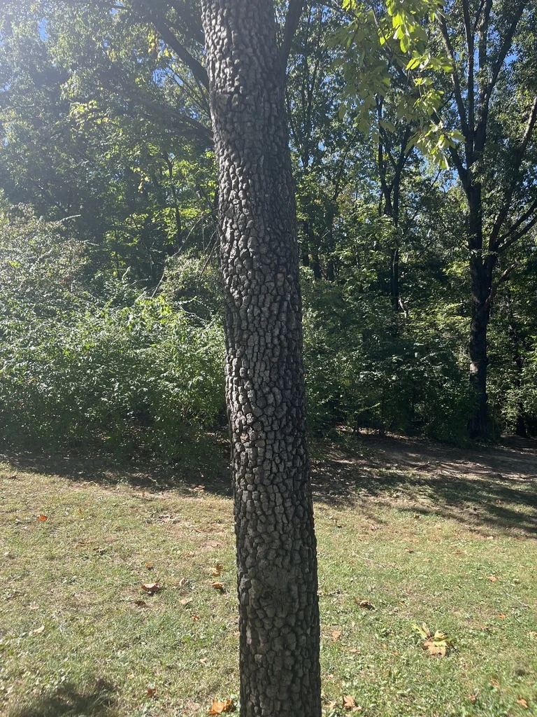Diospyros Virginiana