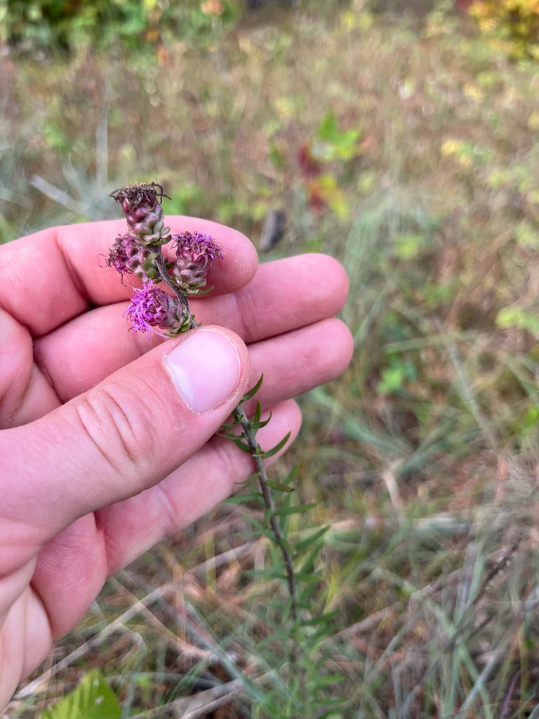 Liatris Aspera