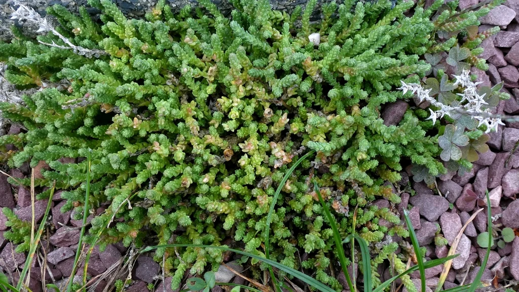 Sedum Acre